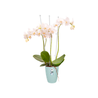 brussels orchid high 12,5cm transparent